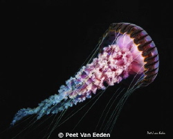Compass Jellyfish at safety stop near Atlantis divesite, ... by Peet Van Eeden 